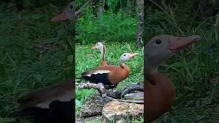 18 ducklings - count them if you can  Black-bellied whistling ducks  #shorts