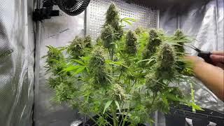 How to Harvest Cannabis
