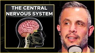 Optimize Your CENTRAL NERVOUS SYSTEM CNS For STRENGTH AND MUSCLE GAINS