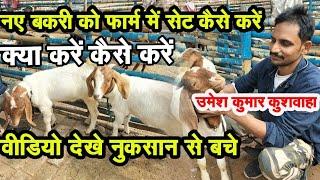 #bakripalan #goatfarming #umeshkumarkushwaha नई बकरियों को अपने फार्म मे कैसे सेट करें जरुर देखें।