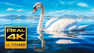 4k Peaceful Lake Sounds & Relaxing Piano Music  Canadian Goose Swans and Seagulls 2 hours 4K UHD