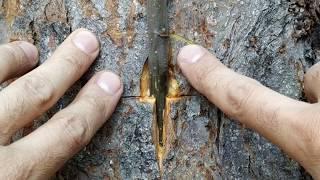 Grafting on the trunk of an old tree in summer