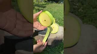 Aligator avocado super jumbo