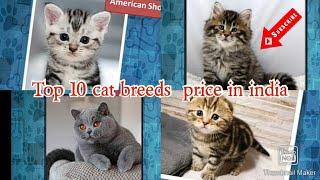 Top Ten  Cat  Breeds Price in  India