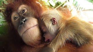 Suro The Orangutan & Her New Baby B oy Cutest Orangutan Babies so small