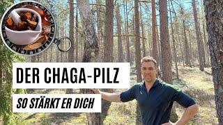 So faszinierend ist der Chaga-Pilz  der Power-Pilz aus dem Norden