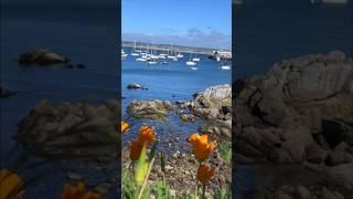 Monterey Bay #shorts