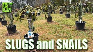 SLUGS and SNAILS are ATTACKING my DRAGON FRUIT  I FIGHT BACK WITH SLUGGO PLUS  HOW to APPLY