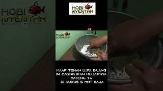 CAMPURAN UMPAN PUTIH IKAN MAS  ️ SHRTYT#2