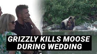 Grizzly Bear Kills Moose During Wedding - The Wedding Videographers Take