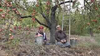 Apple harvest time and orchard works