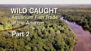 WILD CAUGHT  AQUARIUM FISH TRADE OF THE AMAZON. PART 2