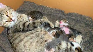 Hungry Baby kittens are sucking milk from mother cat mother cat loves her babies
