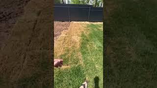 Как уложить идеальный газон