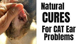 Natural Ear Mite and Yeast Remedies for Cats and Kittens