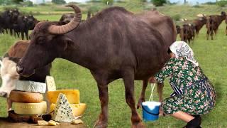 From Farm to Table Making Mozzarella Cheese from Fresh Buffalo Milk