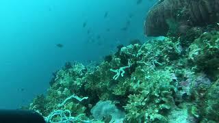 Hammerhead sharks in Banda Neira with Karenina Sunny