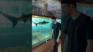 Eels & sharks inside Peru aquarium