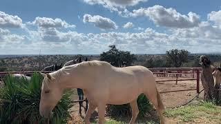 Caballos y yeguas de pura raza.caballo y yegua in love.First time.mulo y Mila