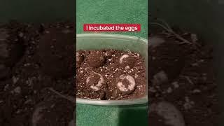 The LAST Tortoise Egg Is Hatching  #shorts  #tortoise