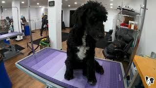 ROUGH Poodle Groom