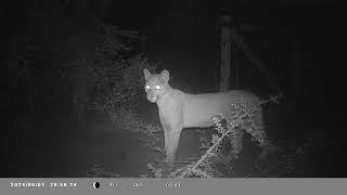 Puma Puma concolor in Northern Cordoba Argentina - Camera Trap Video