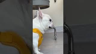 Dog farts at vet - just Beth