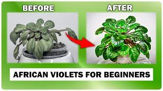 African Violet Care GUIDE - Beginners Secret To Success