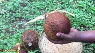 Delicious Sprouts coconut  coconut flower food- village food