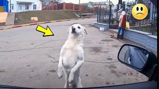 The dog recognized the owner 2 years after the loss. Look at the reaction