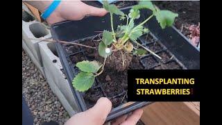 Transplanting strawberrys  into cinder blocks below the raised bed gardening with Ken 