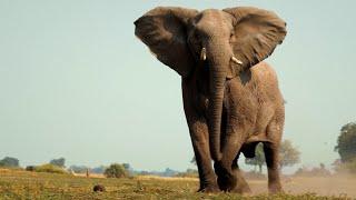 Helping to Protect the Okavango Basin  National Geographic