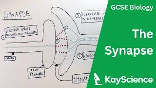 The Synapse - GCSE Biology  kayscience.com