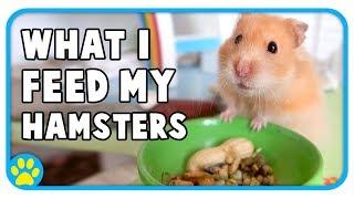 What I Feed My Syrian & Dwarf Hamsters