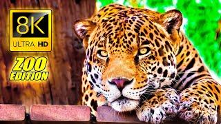 Visit to the Zoo in 8K ULTRA HD  An Amazing Zoo Trip