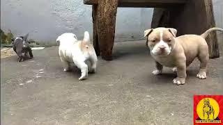 Os filhotes de American Bully mais bonitos que vc já viu.  Temos filhotes disponíveis o ano todo 