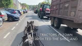 Ted vs Tractors - Shetland Pony Meeting Agricultural Traffic