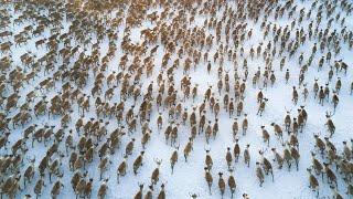 All Aboard The Great Reindeer Migration Full Documentary