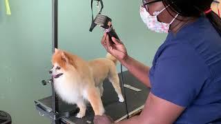 How to trim a Pomeranian like a lion