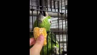 Parrot Gets Decapitated #edit #funny #parrot #meme #shortvideo