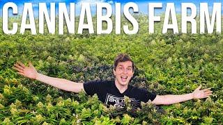 Cannabis Farm Vlog Private Reserve Gardens