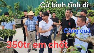 Biến căng .. Anh Chí mua cây máu thật.Chủ cây cứ lắc đầu