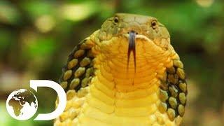 Longest Snake On Earth Eats A Deer Whole  Wildest Islands Of Indonesia