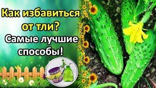 ТЛЯ НА ОГУРЦАХ НЕ ПРИГОВОР ЛУЧШИЕ СРЕДСТВА И СПОСОБЫ БОРЬБЫ