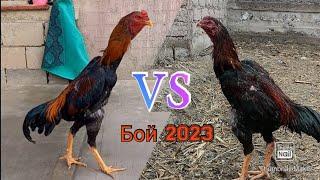 O Shamo 2023