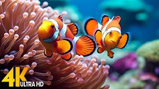 Aquarium 4K VIDEOULTRA HD- Amazing Beautiful Coral Reef Fish Relaxing Sleep Meditation Music #1