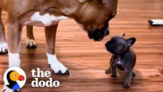 French Bulldog Puppy Is Raised By Kittens  The Dodo