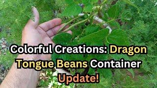 Colorful Creations Dragon Tongue Beans Container Update  #beans #gardening #containergardening