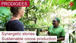 Sustainable Cocoa Production  The Amazon Region  Synergetic Stories  PRODIGEES