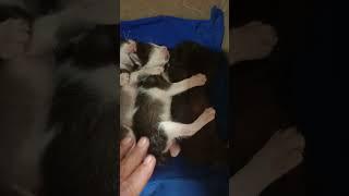 Anak kucing imut lagi bobok #shorts #videoshorts